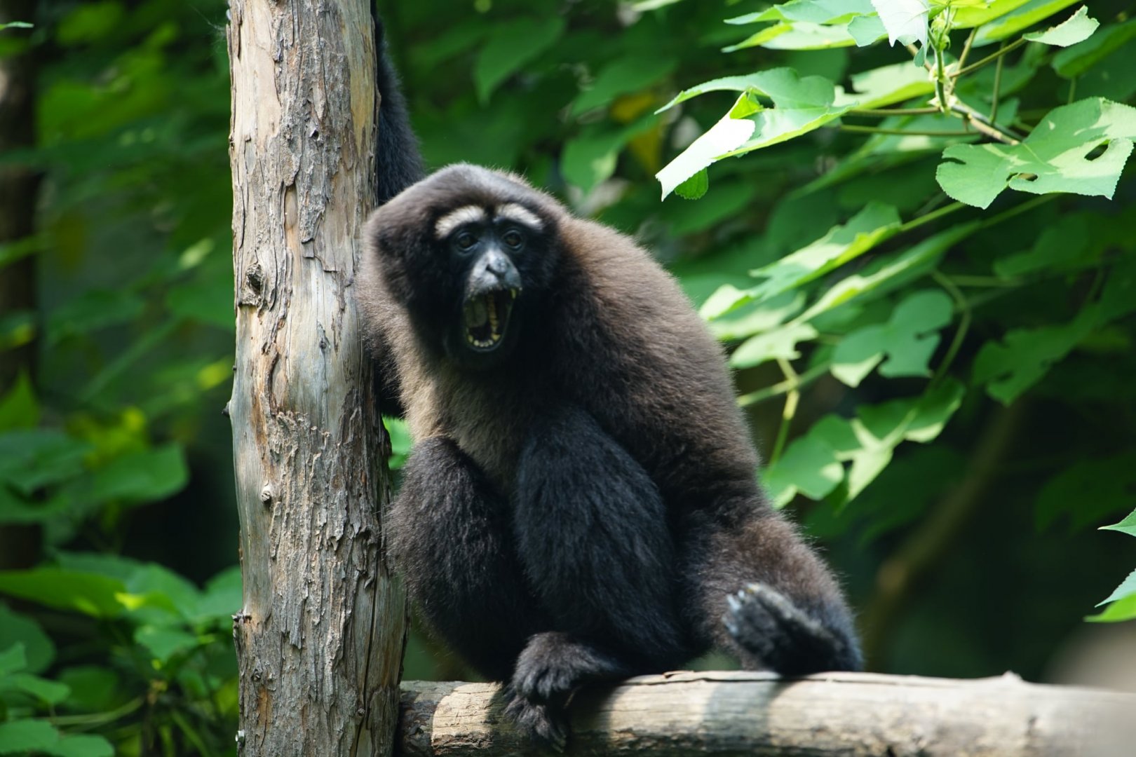 Skywalker Hoolock Gibbon