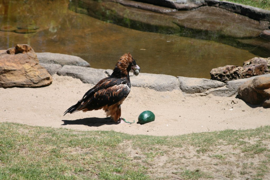 Slammer - Black-breasted Buzzard