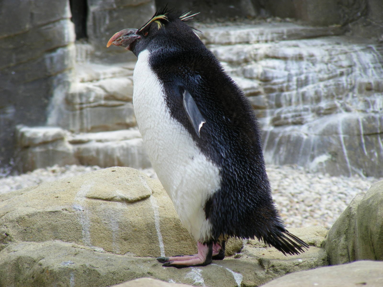 Slasher the rockhopper penguin at Drusillas Park, 23 May 2009