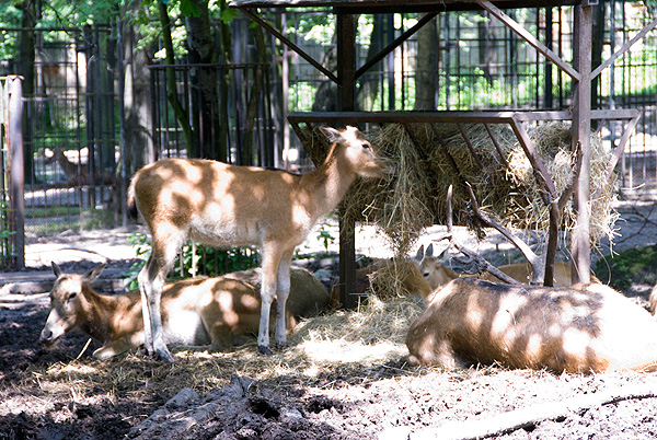 slaski ogrod zoologiczny