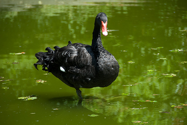 slaski ogrod zoologiczny