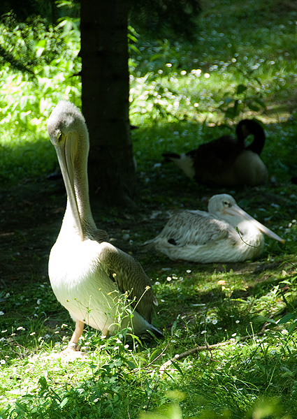 slaski ogrod zoologiczny