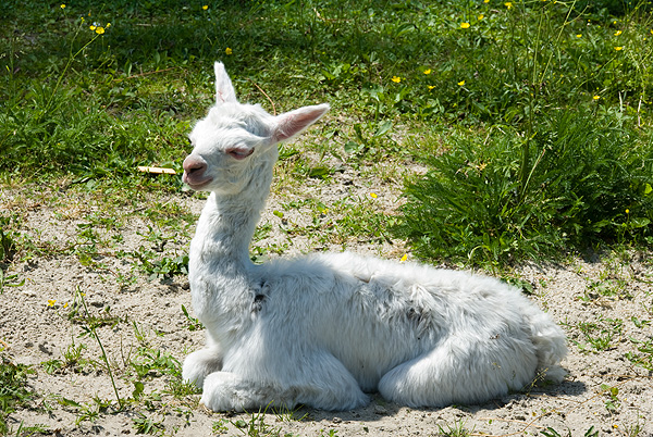 slaski ogrod zoologiczny