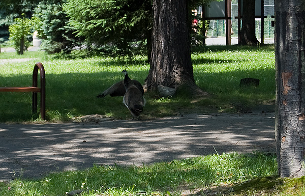 slaski ogrod zoologiczny