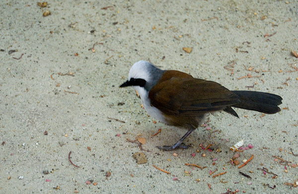 slaski ogrod zoologiczny