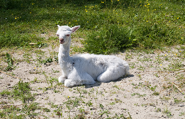 slaski ogrod zoologiczny