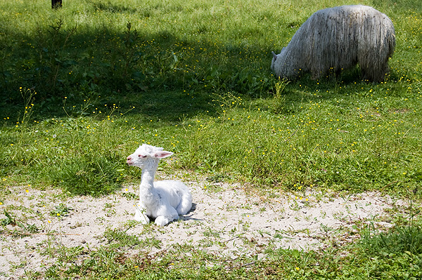 slaski ogrod zoologiczny