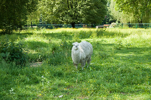 slaski ogrod zoologiczny