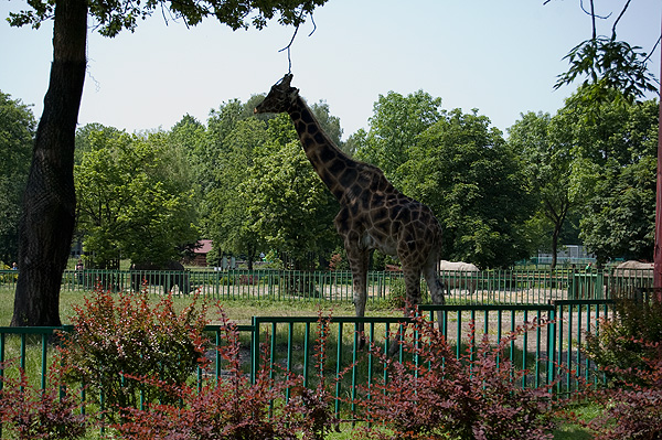 slaski ogrod zoologiczny