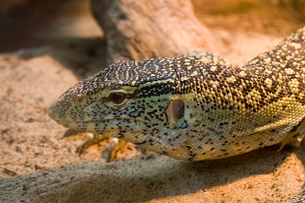 slaski ogrod zoologiczny