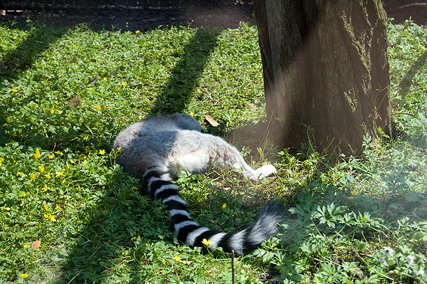 slaski ogrod zoologiczny