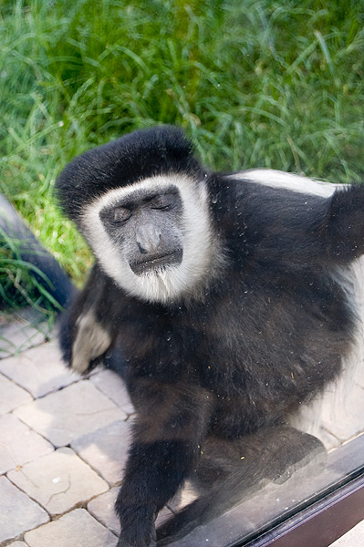 slaski ogrod zoologiczny