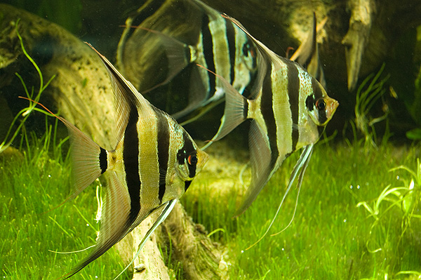 slaski ogrod zoologiczny