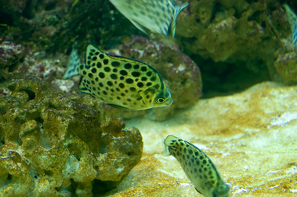 slaski ogrod zoologiczny