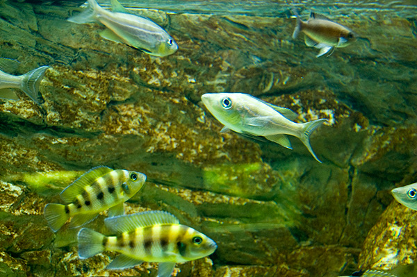 slaski ogrod zoologiczny