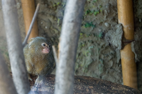 slaski ogrod zoologiczny
