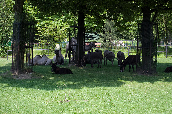 slaski ogrod zoologiczny