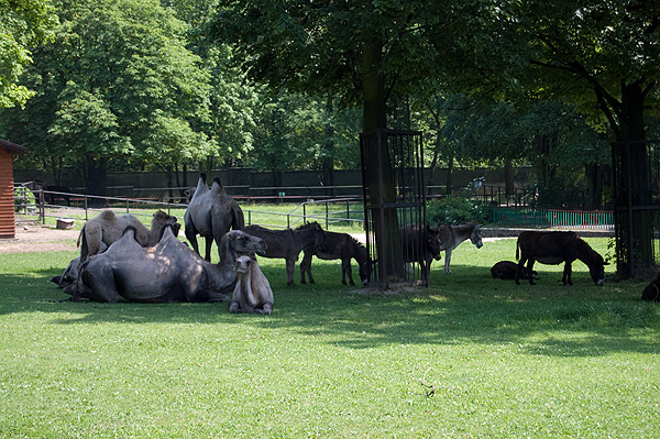 slaski ogrod zoologiczny
