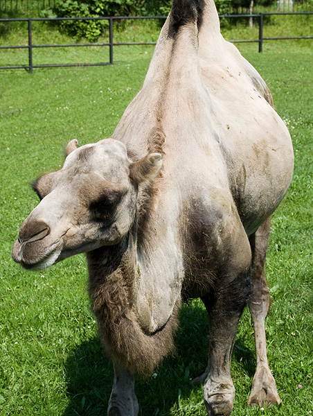slaski ogrod zoologiczny