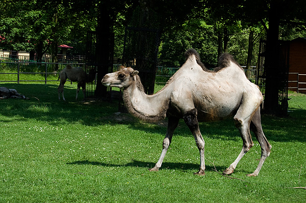 slaski ogrod zoologiczny