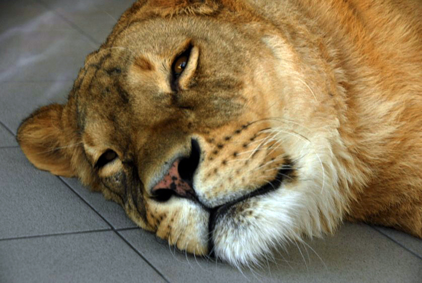 Slaski Ogrod Zoologiczny