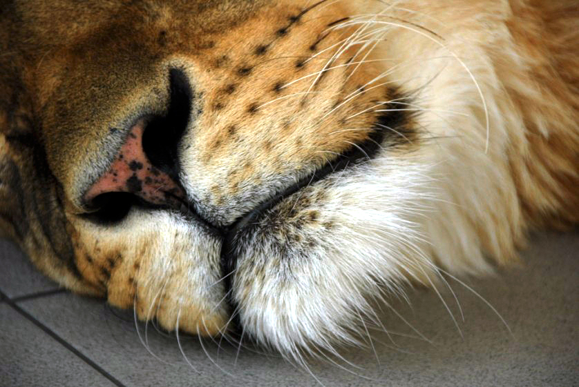 Slaski Ogrod Zoologiczny