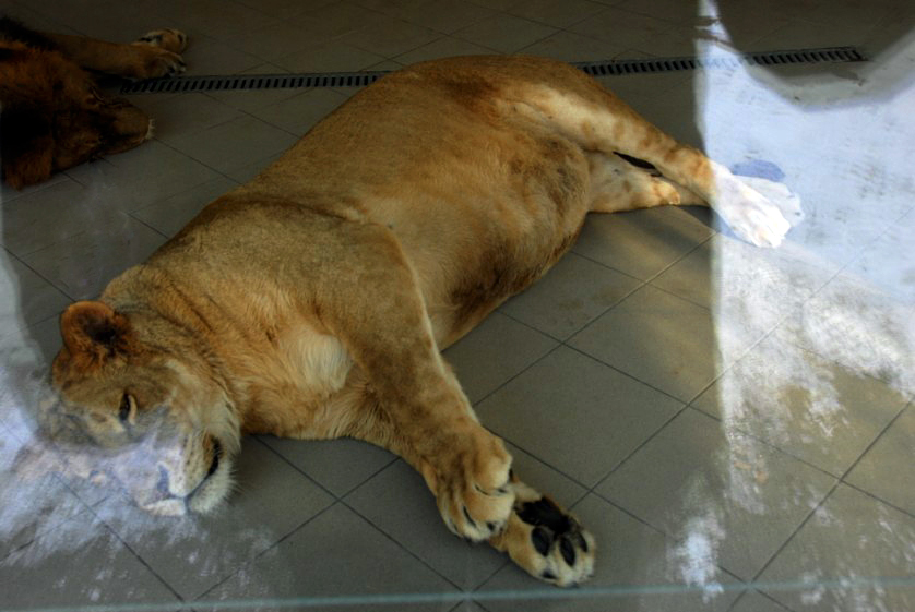 Slaski Ogrod Zoologiczny