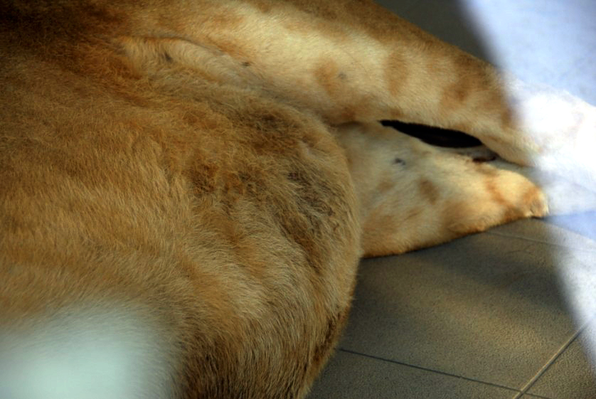 Slaski Ogrod Zoologiczny