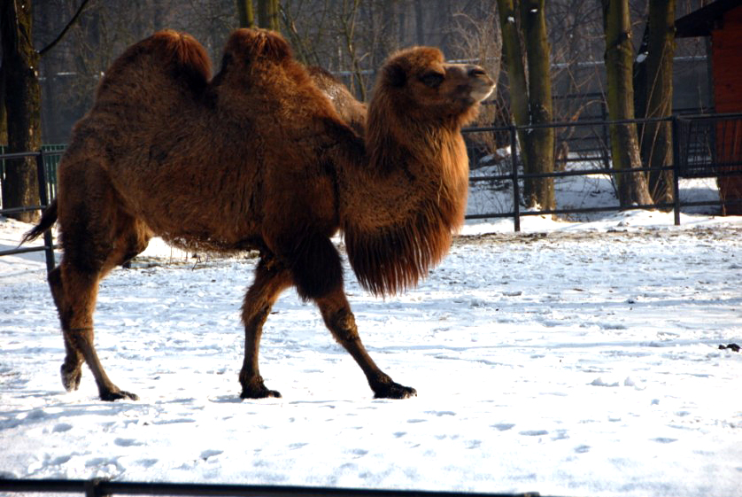 Slaski Ogrod Zoologiczny