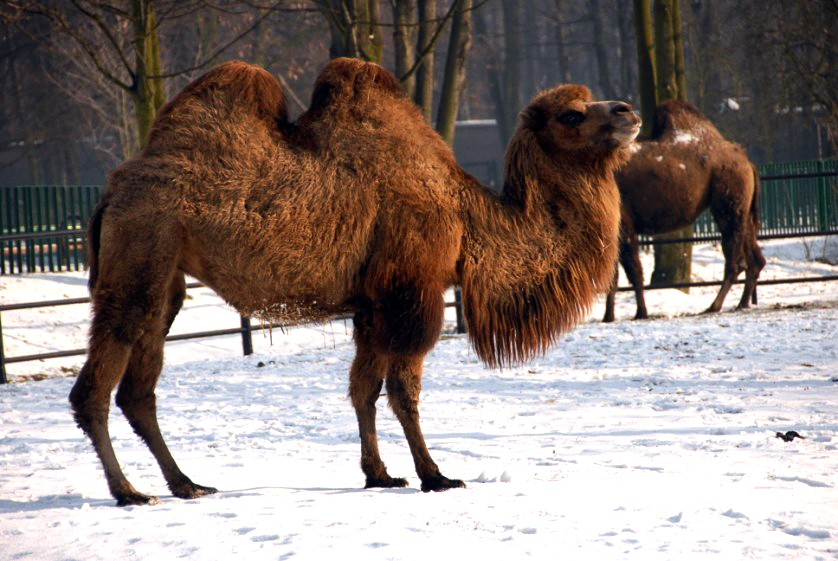 Slaski Ogrod Zoologiczny
