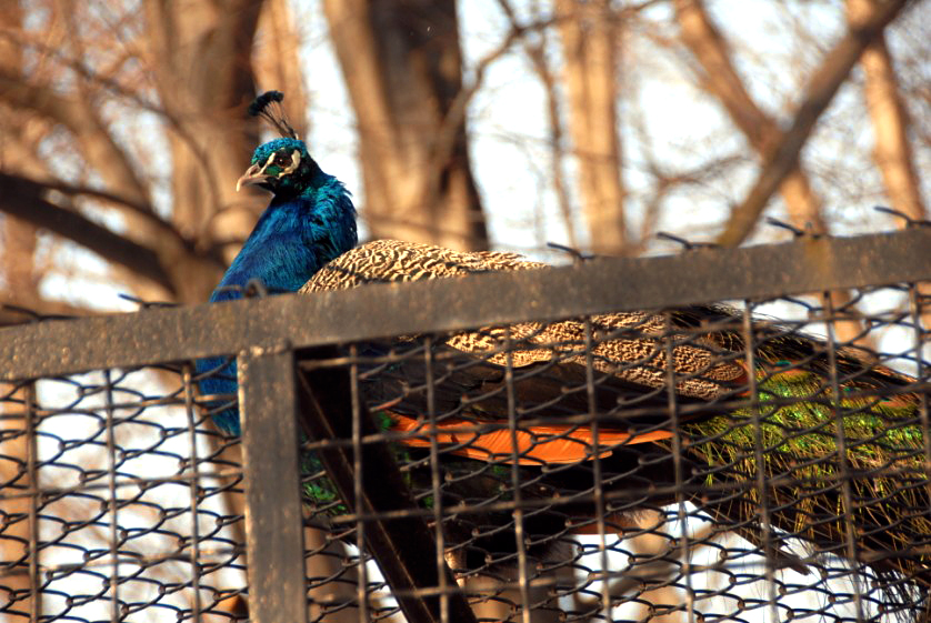 Slaski Ogrod Zoologiczny