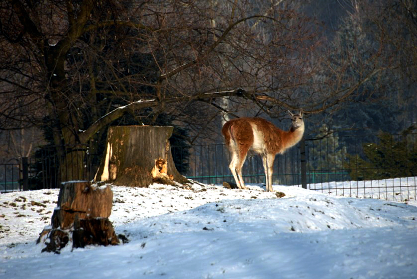 Slaski Ogrod Zoologiczny
