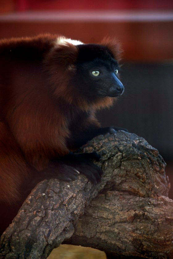 Slaski Ogrod Zoologiczny