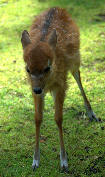 Slaski Ogrod Zoologiczny