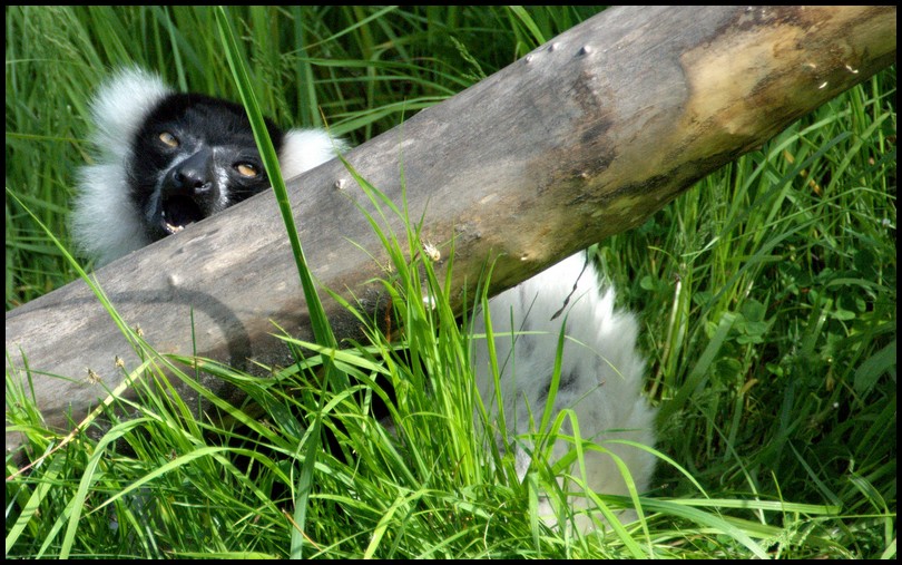 Slaski Ogrod Zoologiczny