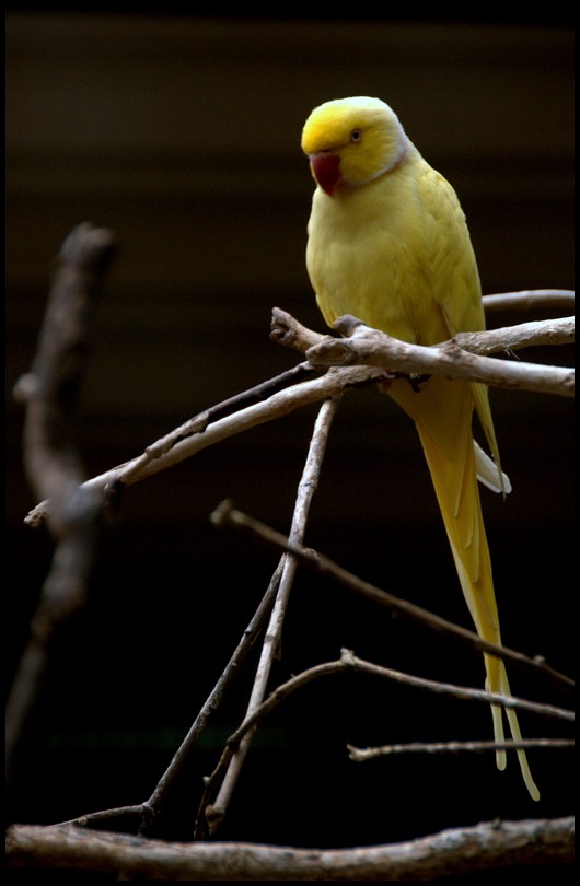 Slaski Ogrod Zoologiczny