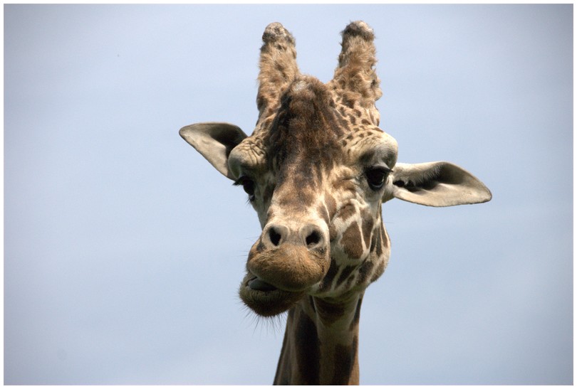 Slaski Ogrod Zoologiczny