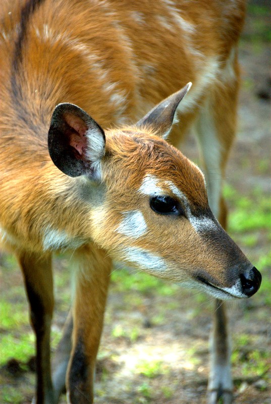 Slaski Ogrod Zoologiczny