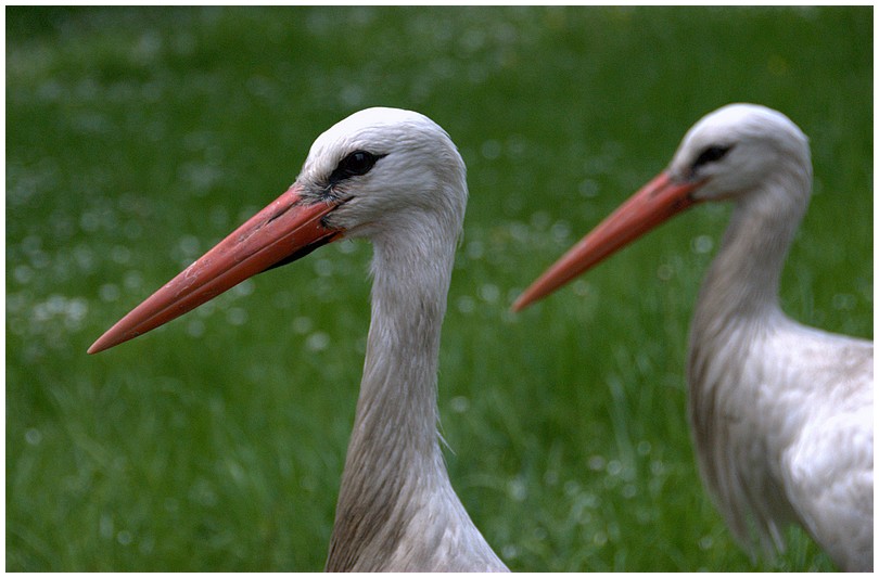 Slaski Ogrod Zoologiczny