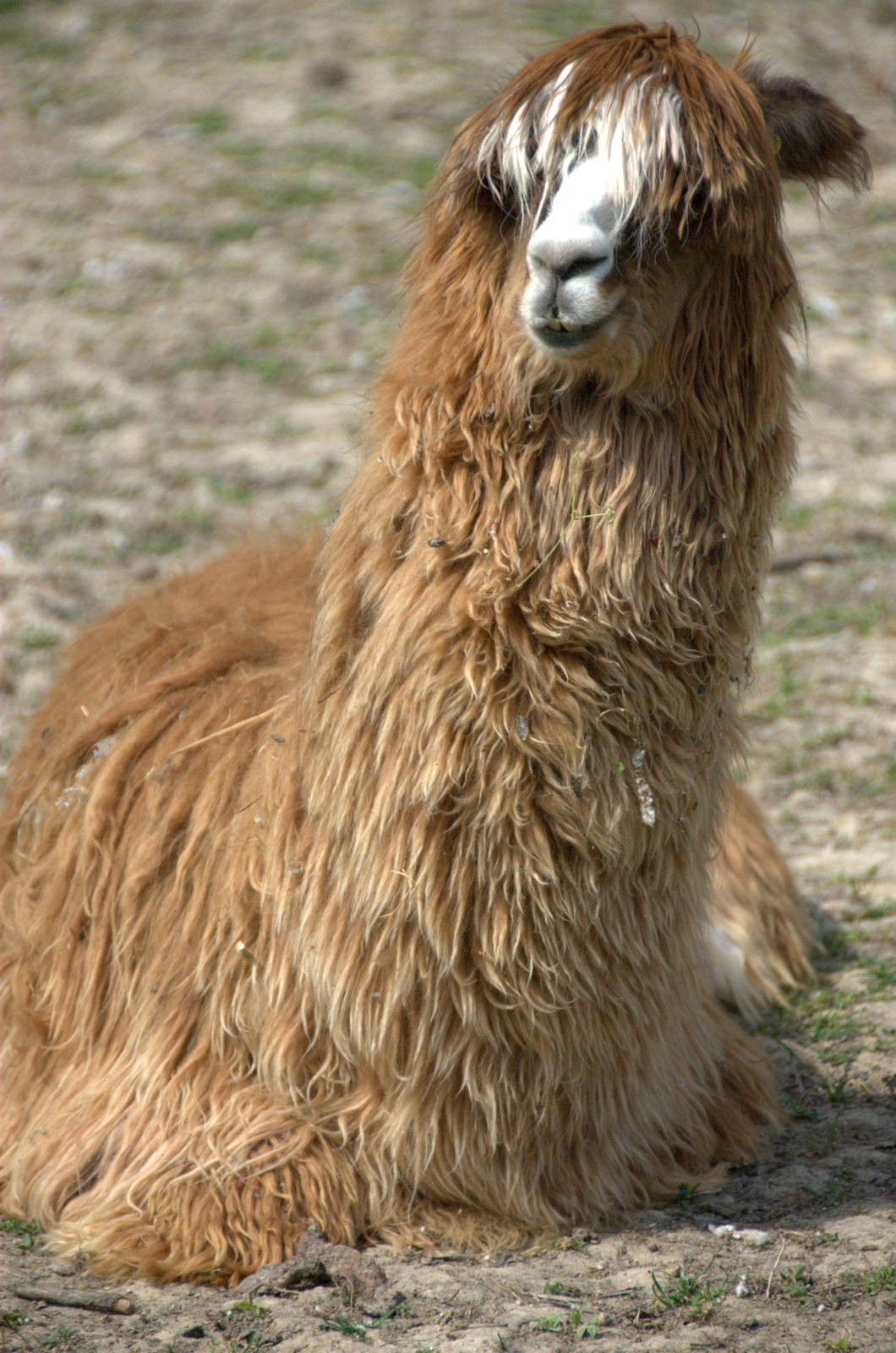 Slaski Ogrod Zoologiczny