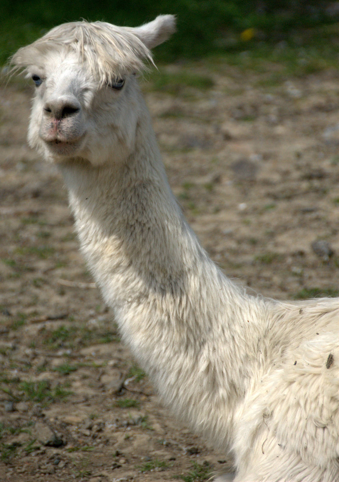 Slaski Ogrod Zoologiczny