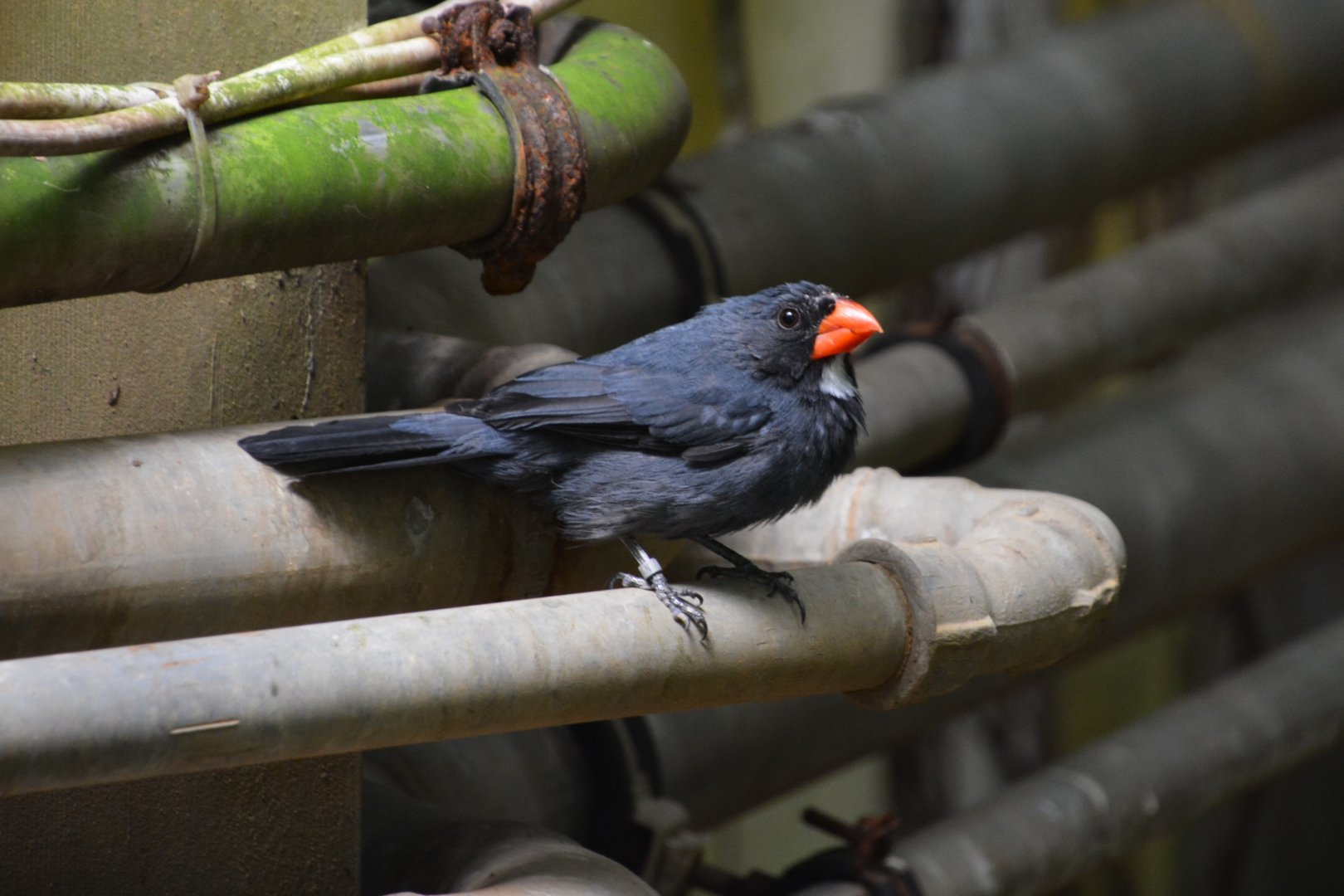 Slate-colored grosbeak (Saltator grossus)