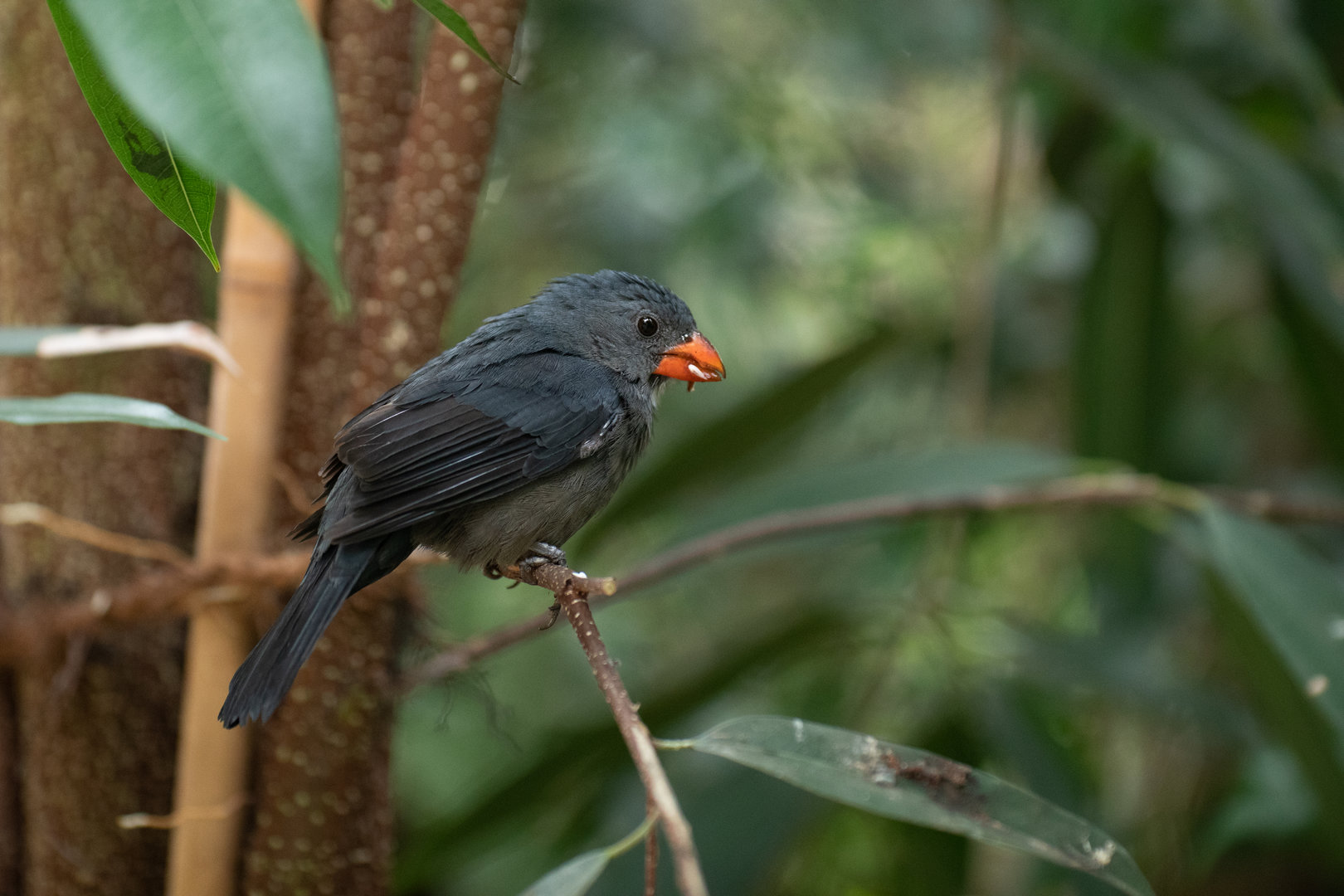 Slate-colored grosbeak (Saltator grossus)
