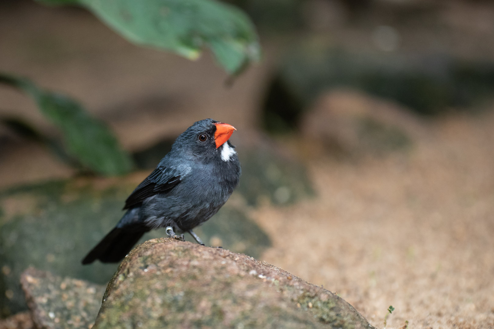 Slate-colored grosbeak (Saltator grossus)
