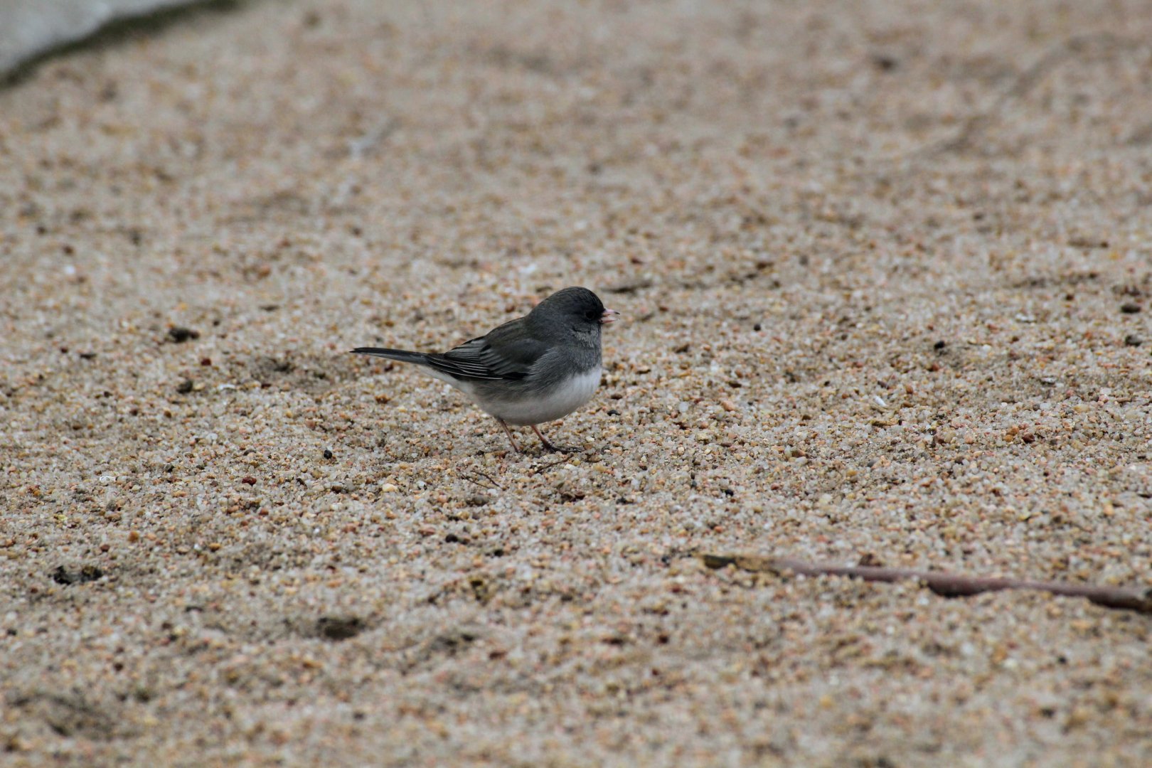 Slate-colored Junco