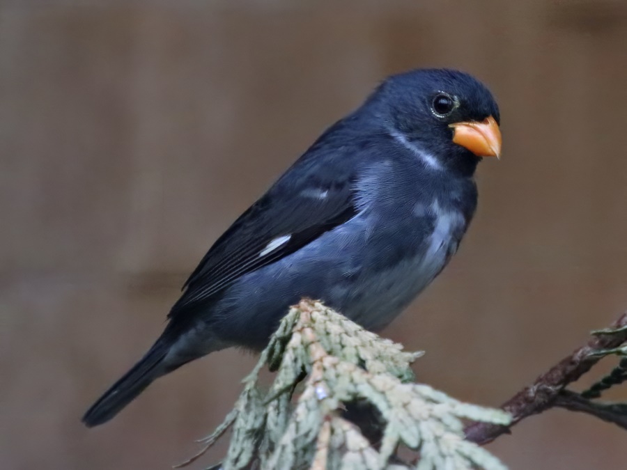 Slate-coloured seedeater (Sporophila schistacea)