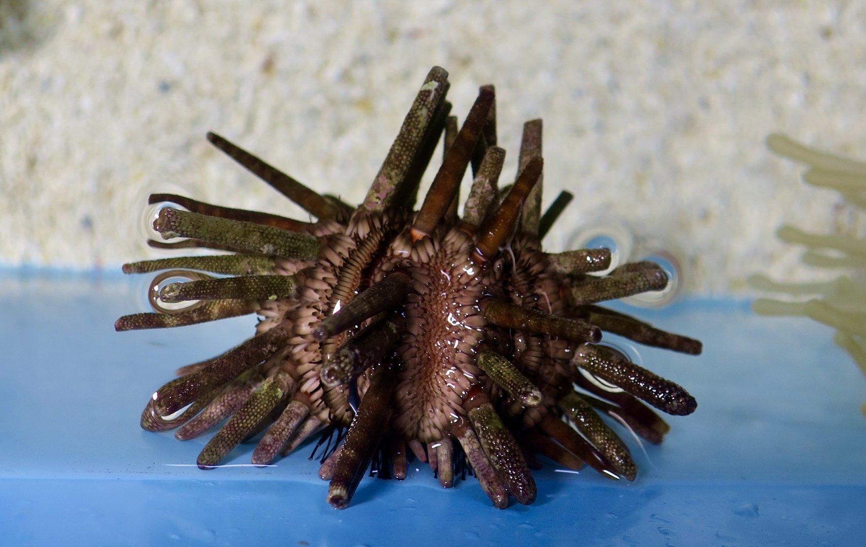 Slate Pencil Urchin (Eucidaris tribuloides)