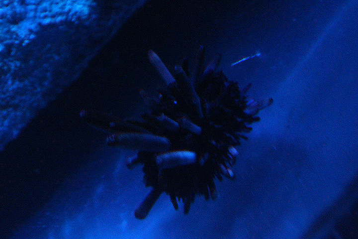 Slate pencil urchin (Heterocentrotus mamillatus)