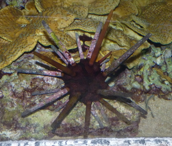 Slate pencil urchin (Heterocentrotus mammillatus)
