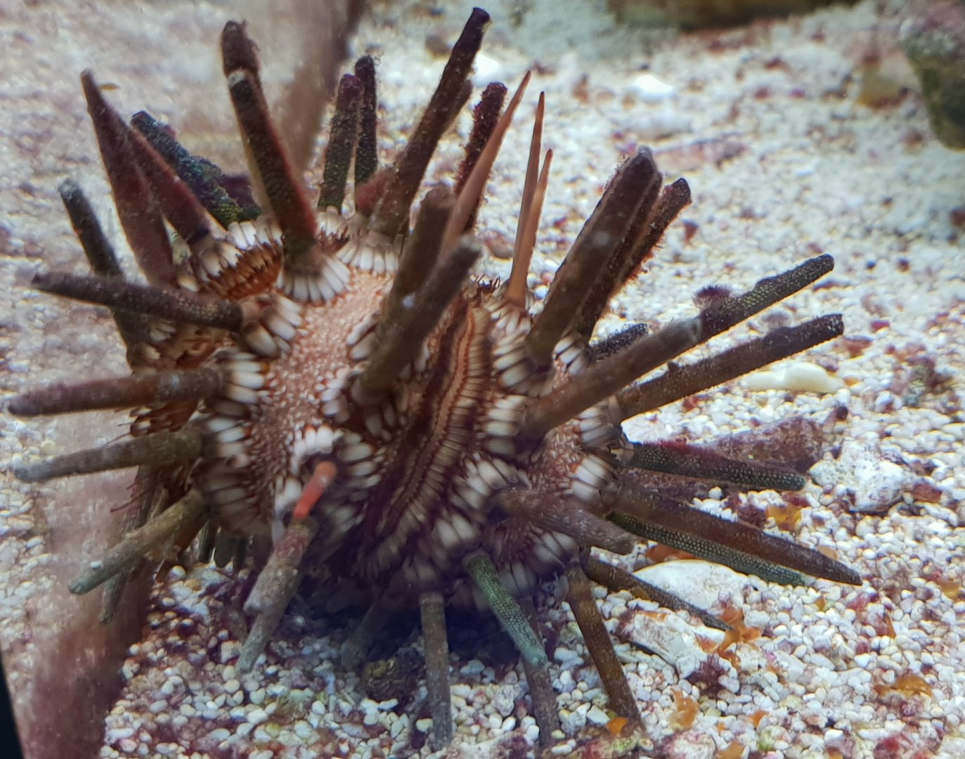 Slate pencil urchin